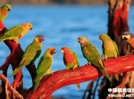 鹦鹉蛋小米制作全指南：从配方到开口性优化