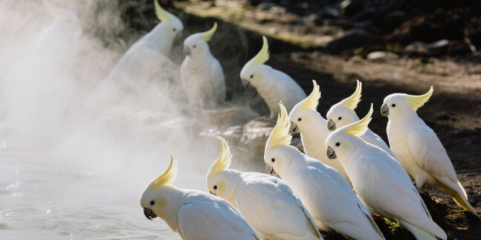 鹦鹉繁殖手册 1. 促发情繁殖方法
